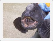 Kliknut�m zobraz�te fotogalerie v origin�ln� velikosti