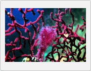 Kliknut�m zobraz�te fotogalerie v origin�ln� velikosti