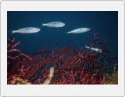 Kliknut�m zobraz�te fotogalerie v origin�ln� velikosti