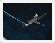 Kliknut�m zobraz�te fotogalerie v origin�ln� velikosti