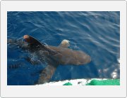 Kliknut�m zobraz�te fotogalerie v origin�ln� velikosti