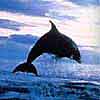 dolphin.jpg